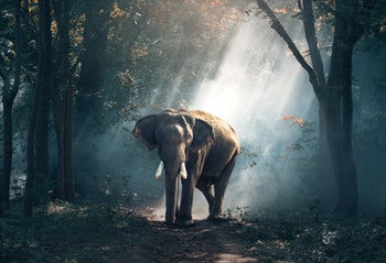 Why The Elephant In The Room Wont Make A Break For It