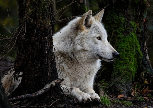 Becoming the Wolf: Harnessing Power in Body Language (Part 2 of 3)